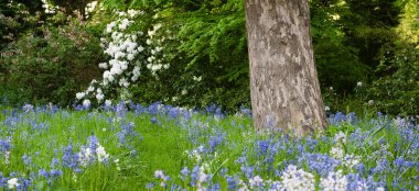 Bluebellss At Dorfold Hall Nantwich Gay Wedding Venue Cheshire Via The Gay Wedding Guide 9 380X174
