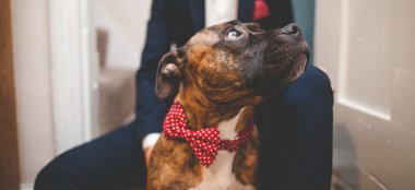 Catherine And Jen Lesbian Wedding Photographer Dog Ragdoll Photography Via The Gay Wedding Guide 12 380X174