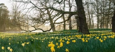Daffodils At Dorfold Hall Nantwich Gay Wedding Venue Cheshire Via The Gay Wedding Guide 9 380X174