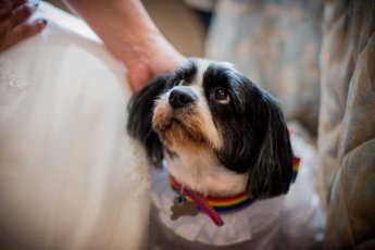 Denise Kristiana Dog At Their Real Lesbian Wedding Image Copyright Zac Photography Via Gay Wedding Guide 1 5 345X230