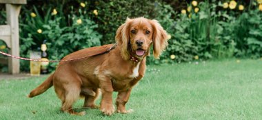 Dog At Cotswold Wedding Venue Cotswold House Hotel Gloucestershire Gay Wedding Guide 9 380X174