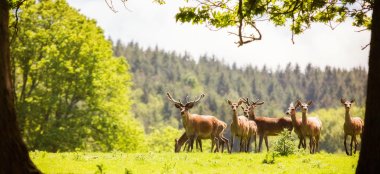 The Deer At St Audries House Country House Wedding Venue In Somerset Via The Gay Wedding Guide 9 380X174