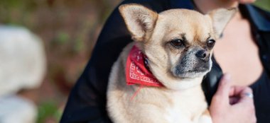 Dog Emily And Amy Engagement Photography And Copyright Mrs Jutson Photography Via The Gay Wedding Guide 3 4 380X174