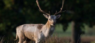 Stag At Powderham Castle Wedding Venue Devon Gay Wedding Guide 9 380X174
