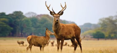 Stag In Autumn At Richmond Hill Hotel Surrey Wedding Venue Gay Wedding Guide 9 380X174