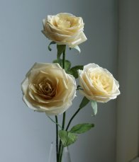 Pale Yellow Paper Roses 2 196X229