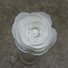 Plain Paper Ranunculus 2 230X230