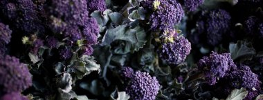 Purple Brocolli 2000X F830B66A 48D7 4C8C A378 Ef0406E1F641 2000X 2 380X145