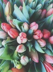 Tulip3 Grande 2 172X230