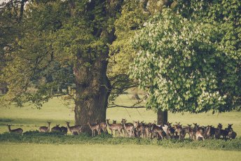 Parklands Quendon Hall Deer In The0Park Ben Bull Photography 344X230