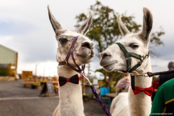 Bow Tie Wearing Llamas Shane Webber Photography 345X230
