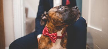 Dogs At Weddings: How To Successfully Include Yours