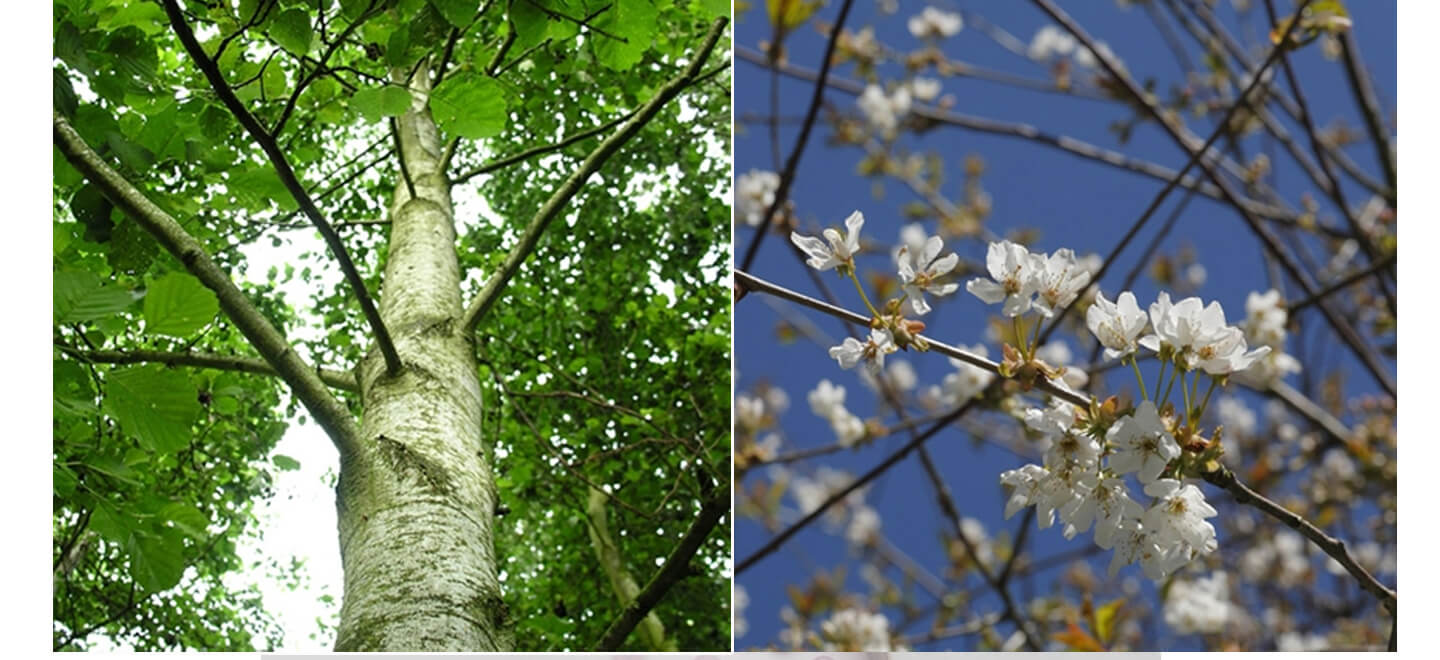 Woodland Trust Gift A Tree Top Alternative Engagement Ring Gifts Via The Gay Wedding Guide 2 - Alternatives To Engagement Rings: Gift Ideas Woodland-Trust-Gift-A-Tree-Top-Alternative-Engagement-Ring-Gifts-Via-The-Gay-Wedding-Guide