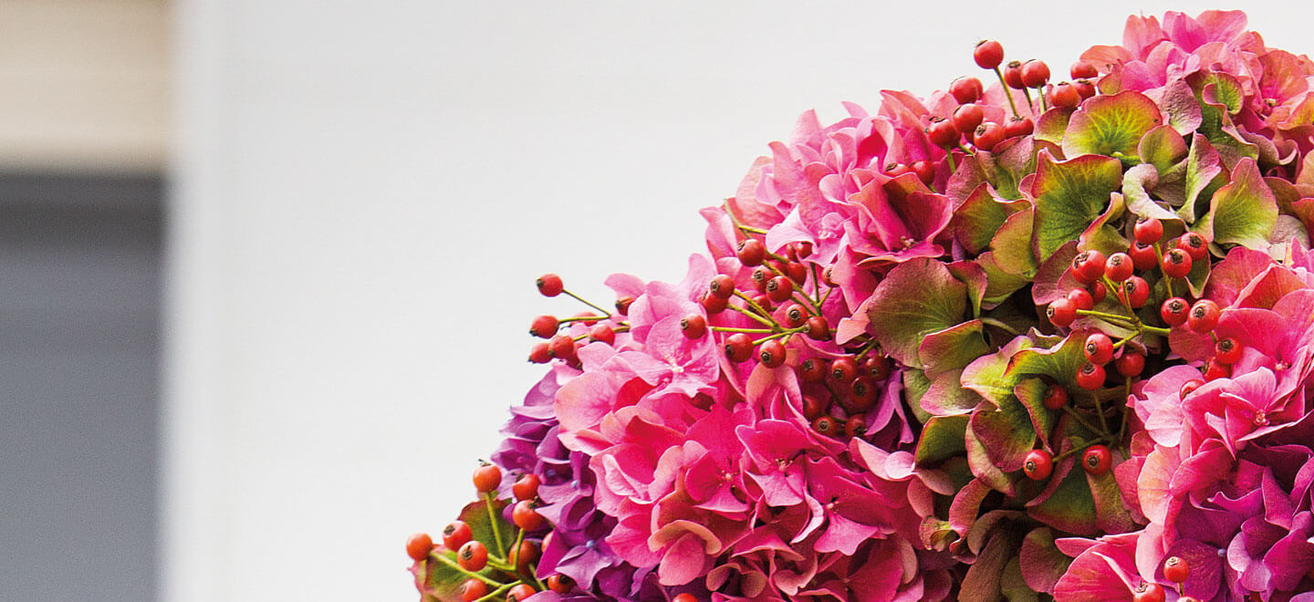 Classic Hydrangea Changing Colours Gay Wedding Guide 2 - How To Create The Perfect Diy Hydrangea Wedding Bouquet Tutorial Classic Hydrangea Changing Colours Gay Wedding Guide 2 - How To Create The Perfect Diy Hydrangea Wedding Bouquet Tutorial Gay Wedding Guide