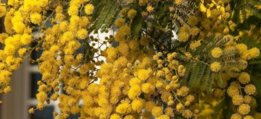 Winter: Flowers By Season & Colour Infographic