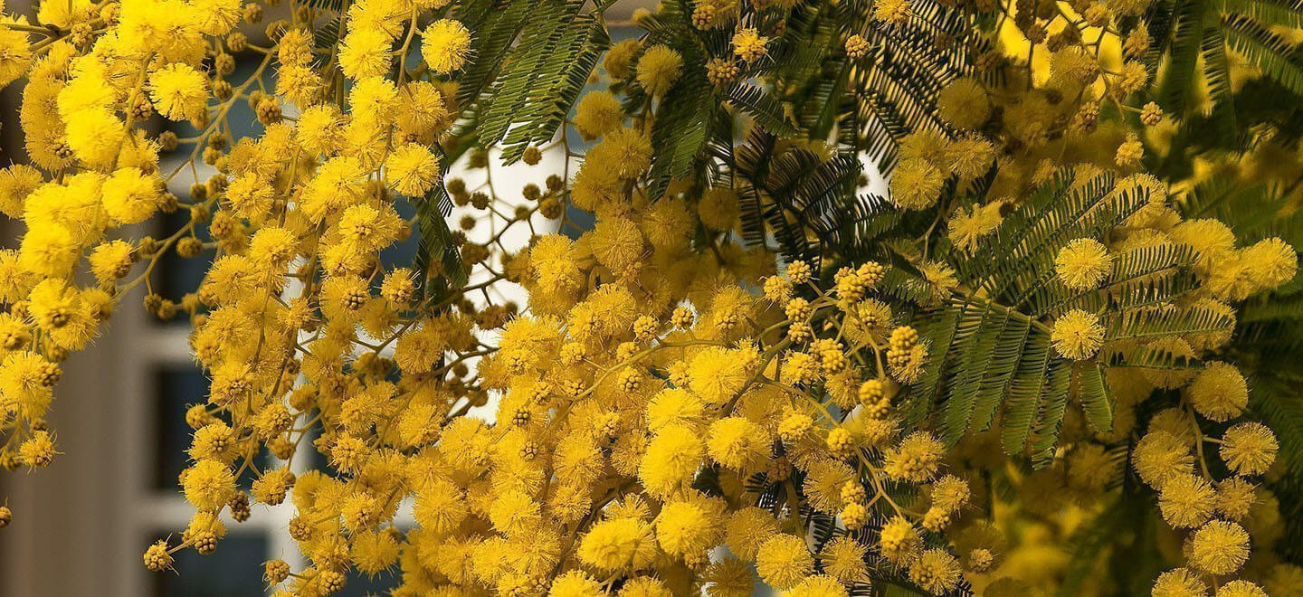 Winter: Flowers By Season & Colour Infographic