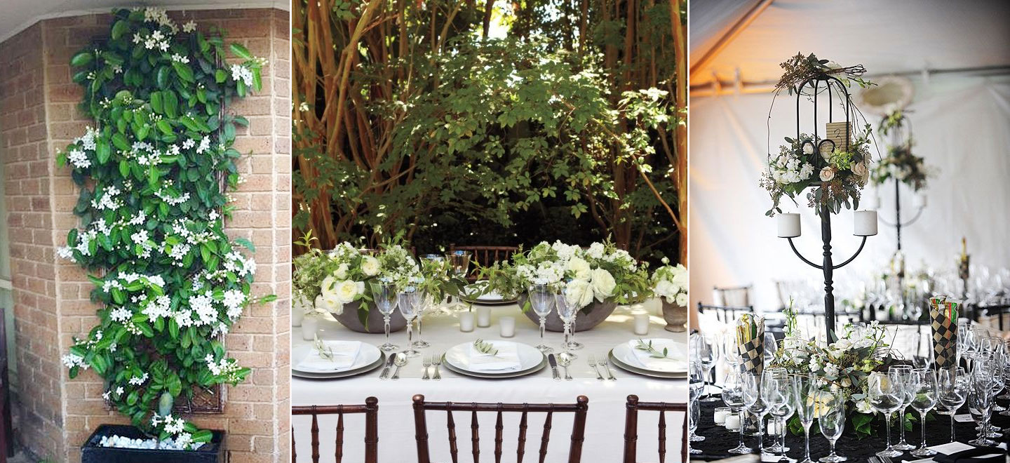 Stephanotis Centrepieces Wedding Via The Gay Wedding Guide 2 - Floral Focus: Stephanotis Wedding Flowers Stephanotis-Centrepieces-Wedding-Via-The-Gay-Wedding-Guide