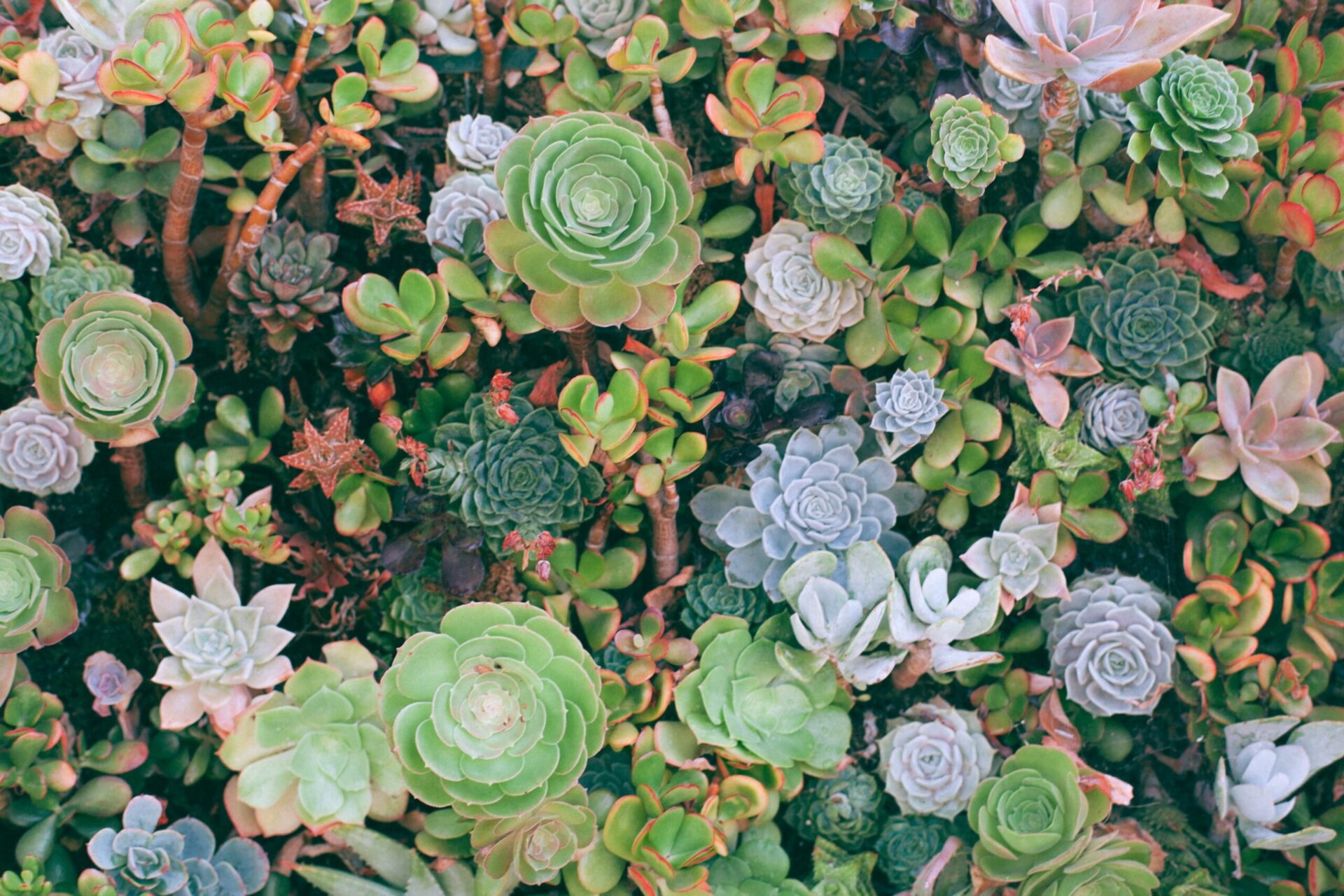 Succulents Wedding Decorations 1 2 - 13+ Outside The Box Garden Wedding Ideas Succulents Wedding Decorations 1 2 - 13+ Outside The Box Garden Wedding Ideas Gay Wedding Guide