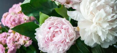 Summer: Flowers By Season & Colour Infographic