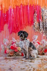 Canaryshedcolourfulfestivalinspirationshoot 163 153X230