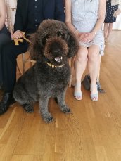 Doggy Day Guest