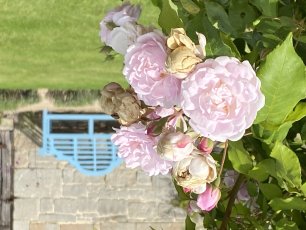 Img 2767 306X230