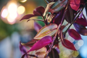Romanticroomshotswithplants 137 345X230