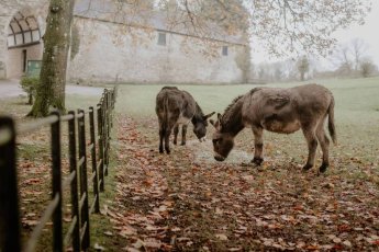 Donkies The Kensington Photographer Kirsty Mark 2 Medium 345X230