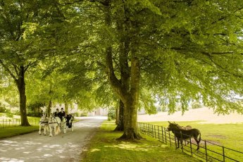 Donkies Plus Carriage Ian Baker Photography 1 Medium 345X230
