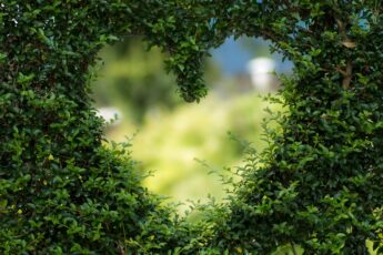 Heart In Hedge 345X230