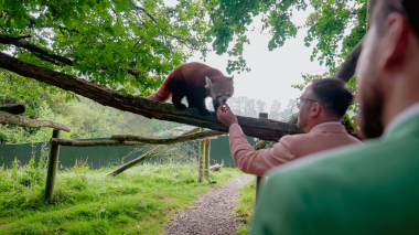 Panda Feed 380X213