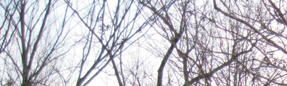 User Banner Image