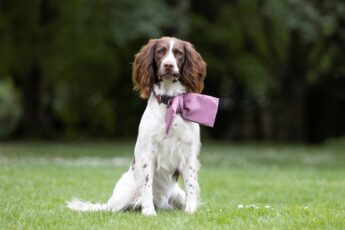 Hl222 - Ansty Hall Hl222 345X230